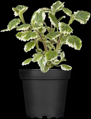 Plectranthus (Plectranthus) - afbeelding 6