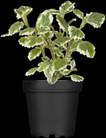 Plectranthus (Plectranthus) - afbeelding 6