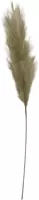 Pluim 120cm groengrijs - afbeelding 1