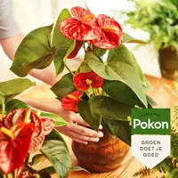 Pokon Anthurium Voeding 250ml - afbeelding 2