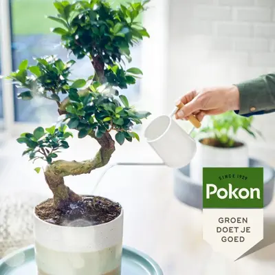 Pokon Bio Bonsai Voeding 250ml - afbeelding 4