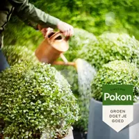Pokon Bio Ilex & Buxus Voeding 500ml - afbeelding 4