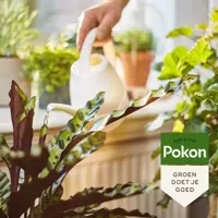 Pokon Bio Kamerplanten Voeding 250ml - afbeelding 5