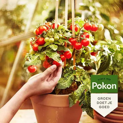 Pokon Bio Moestuingrond 40L - afbeelding 4