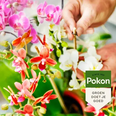 Pokon Bio Orchidee Voeding 250 ml - afbeelding 4