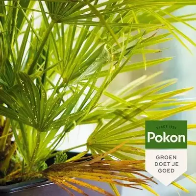 Pokon Bio Tegen Hardnekkige Insecten Polysect Concentraat 175ml - afbeelding 4