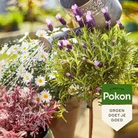 Pokon Bio Terras & Balkon Planten Voeding 1L - afbeelding 4