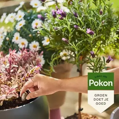 Pokon Bio Terras & Balkon Planten Voedingskegels 40 stuks - afbeelding 3