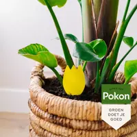 Pokon Bio Vangplaatjes tegen Rouwvliegjes 15st. - afbeelding 2