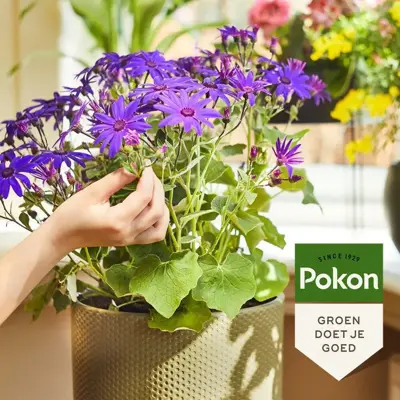 Pokon Bloeiende Planten Voeding 250ml - afbeelding 2