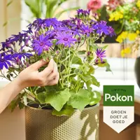 Pokon Bloeiende Planten Voeding 250ml - afbeelding 2