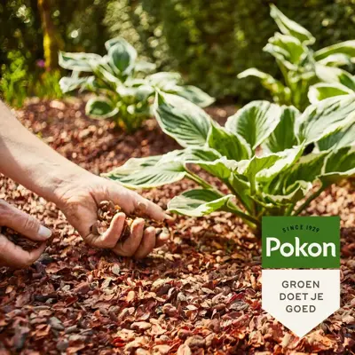 Pokon Cacaodoppen 40L - afbeelding 3