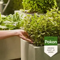 Pokon Groene Planten Voedingskorrels 800g - afbeelding 5