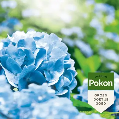 Pokon Hortensia Blauwmaker 500g - afbeelding 5