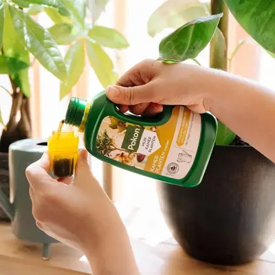 Pokon Kamerplanten Voeding 500ml  - afbeelding 2
