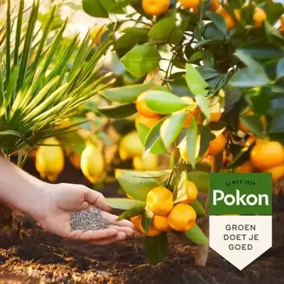 Pokon Mediterrane Planten Mest 1kg - afbeelding 4