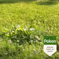 Pokon Onkruid Weg! 1,6kg voor 80m² - afbeelding 5