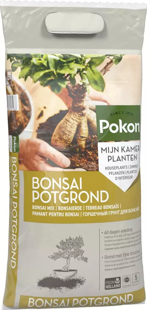 Pinus Parviflora Negishi bonsai eenvoudig en snel online bestellen