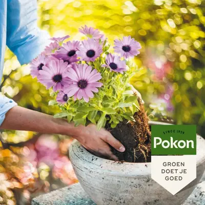 Pokon Potgrond Langwerkend 20L - afbeelding 2