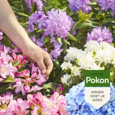 Pokon Rhododendron, Hortensia & Azalea Mest 1kg - afbeelding 4