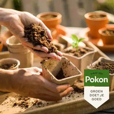 Pokon Stekpoeder 25g - afbeelding 4