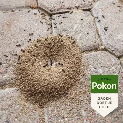 Pokon Tegen Mieren Korrels 250gr - afbeelding 5