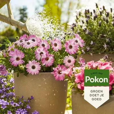 Pokon Terras & Balkon Planten Voeding 500ml - afbeelding 3