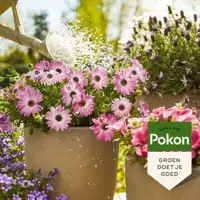 Pokon Terras & Balkon Planten Voeding 500ml - afbeelding 2