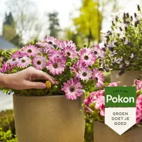 Pokon Terras & Balkon Planten Voedingskorrels 1800g - afbeelding 4