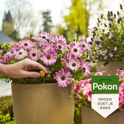 Pokon Terras & Balkon Planten Voedingskorrels 800g - afbeelding 4