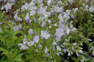 Polemonium Caeruleum Blauw (Jacobsladder) - afbeelding 3