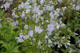 Polemonium Caeruleum Blauw (Jacobsladder) - afbeelding 3