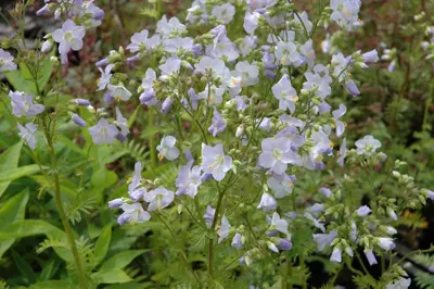Polemonium Caeruleum Blauw (Jacobsladder) - afbeelding 4