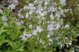 Polemonium Caeruleum Blauw (Jacobsladder) - afbeelding 4
