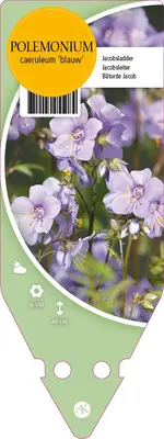 Polemonium Caeruleum Blauw (Jacobsladder) - afbeelding 1