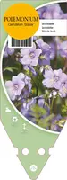 Polemonium Caeruleum Blauw (Jacobsladder) - afbeelding 1