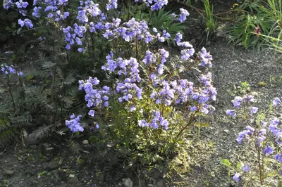 Polemonium caeruleum (Jacobsladder) - afbeelding 16