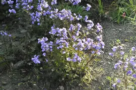 Polemonium caeruleum (Jacobsladder) - afbeelding 16
