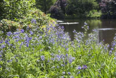 Polemonium caeruleum (Jacobsladder) - afbeelding 8