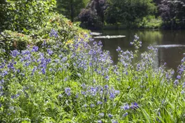 Polemonium caeruleum (Jacobsladder) - afbeelding 8