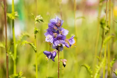 Polemonium caeruleum (Jacobsladder) - afbeelding 17
