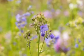 Polemonium caeruleum (Jacobsladder) - afbeelding 19