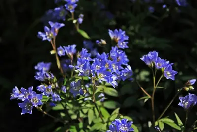Polemonium caeruleum (Jacobsladder) - afbeelding 3