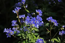 Polemonium caeruleum (Jacobsladder) - afbeelding 3