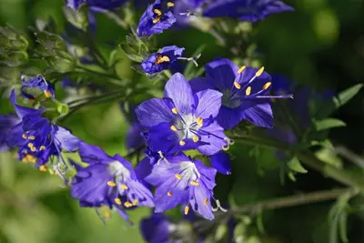 Polemonium caeruleum (Jacobsladder) - afbeelding 5