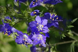 Polemonium caeruleum (Jacobsladder) - afbeelding 5
