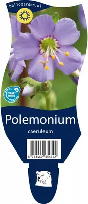 Polemonium caeruleum (Jacobsladder) - afbeelding 1