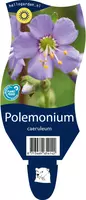 Polemonium caeruleum (Jacobsladder) - afbeelding 1