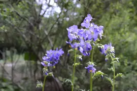 Polemonium caeruleum (Jacobsladder) - afbeelding 4