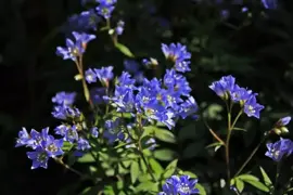 Polemonium caeruleum (Jacobsladder) - afbeelding 3